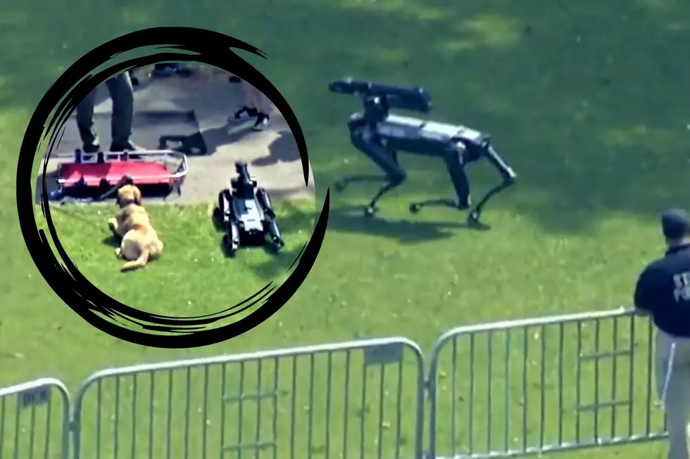 Video: Robot Dogs named Spot and Roscoe Patrol Boston