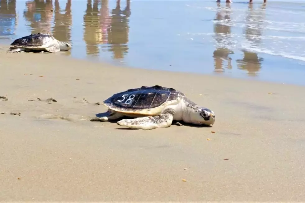 Touching Video: New England Aquarium Releases Sea Turtles