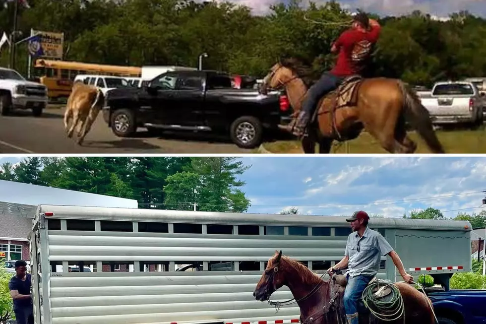 Massachusetts Bull Lassoed By NY State Cowboys in New Hampshire