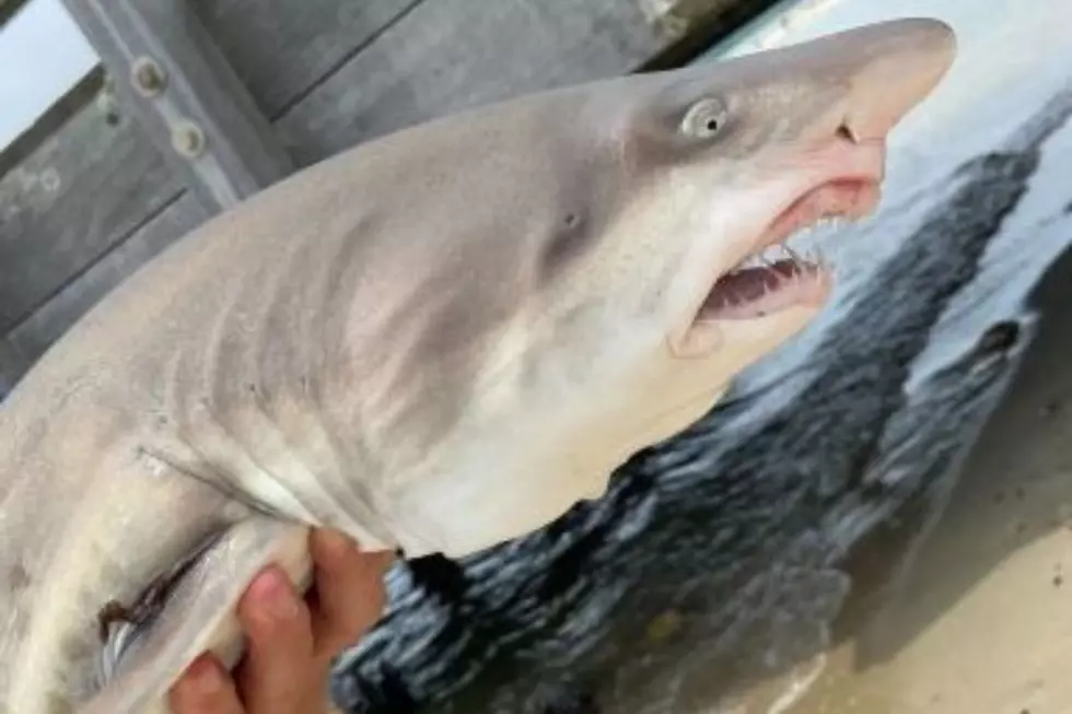 Massachusetts Fisherman Catches a Baby Shark