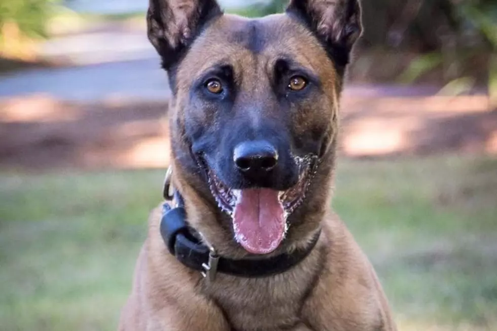 RIP Frankie: First Massachusetts State Police Dog Killed in the Line of Duty