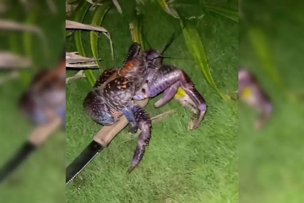 What if You Encounter a Knife-Wielding Crab in New England?