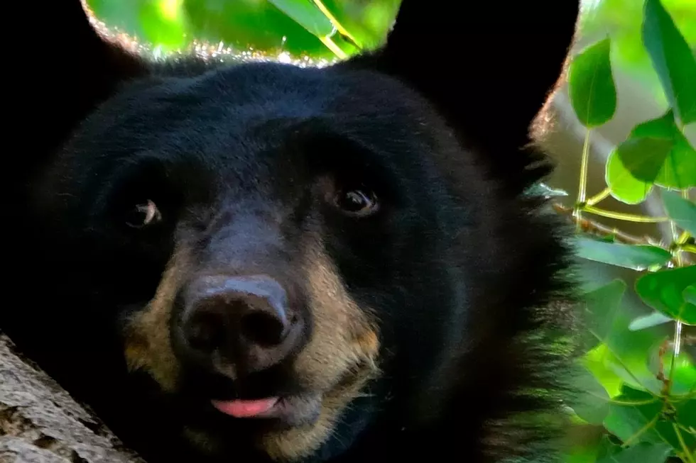 Black Bear Loose in Massachusetts: What to Do if You Encounter It