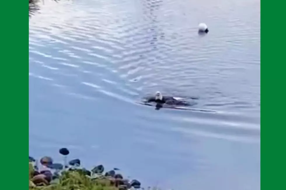 Beautiful Video of a Magnificent Bald Eagle Swimming the Breast Stroke in Maine