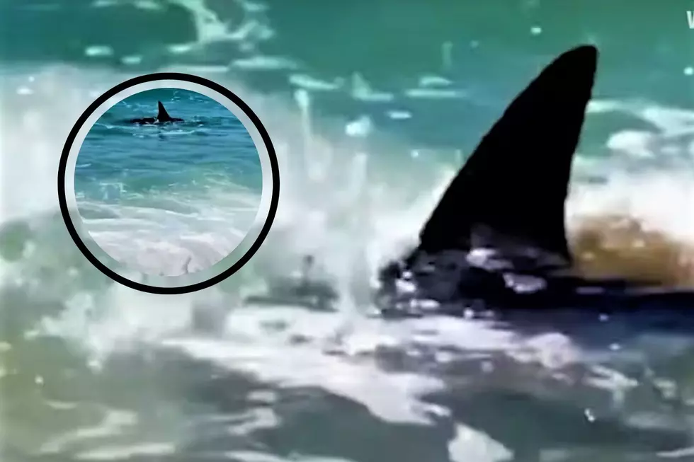 Close-Up Video: Hammerhead Shark Swims Onto Massachusetts Beach