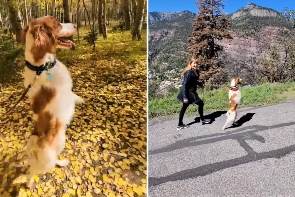 Videos: I Hope Adorable Dexter the Dog Visits New England After Teaching Himself to Walk Again as a Human