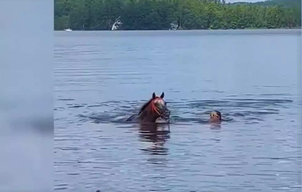 Video: Smiling Horse Swimming in New Hampshire Brings Giggles to Lake Goers