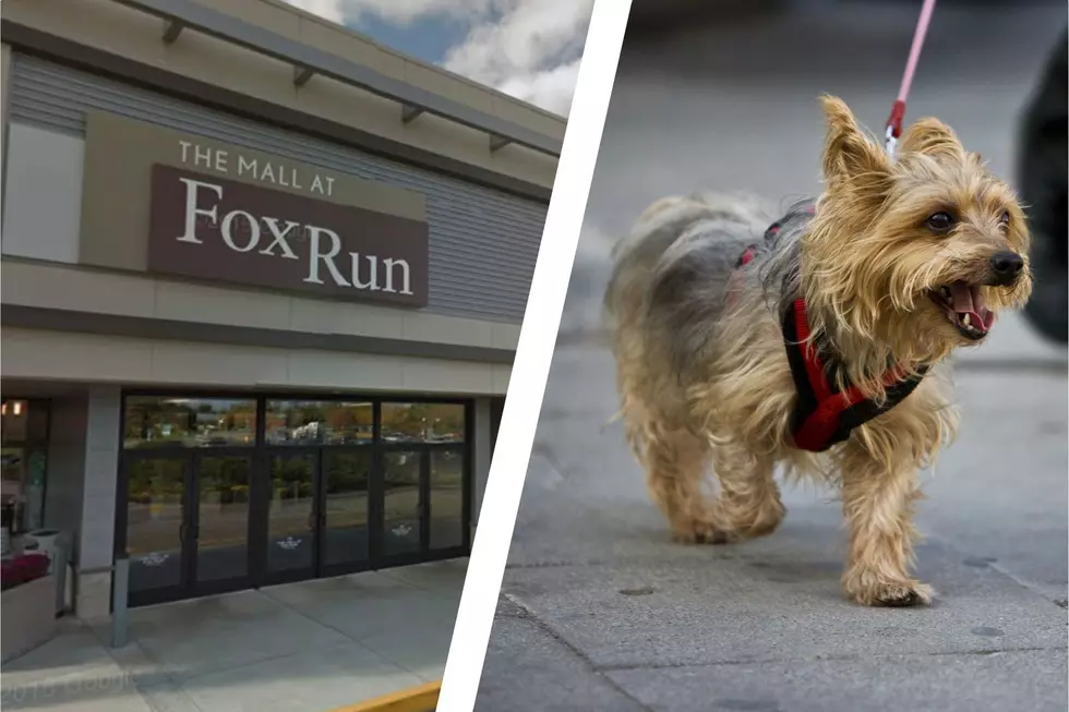 Is The Fox Run Mall in Newington, New Hampshire, Dog Friendly?