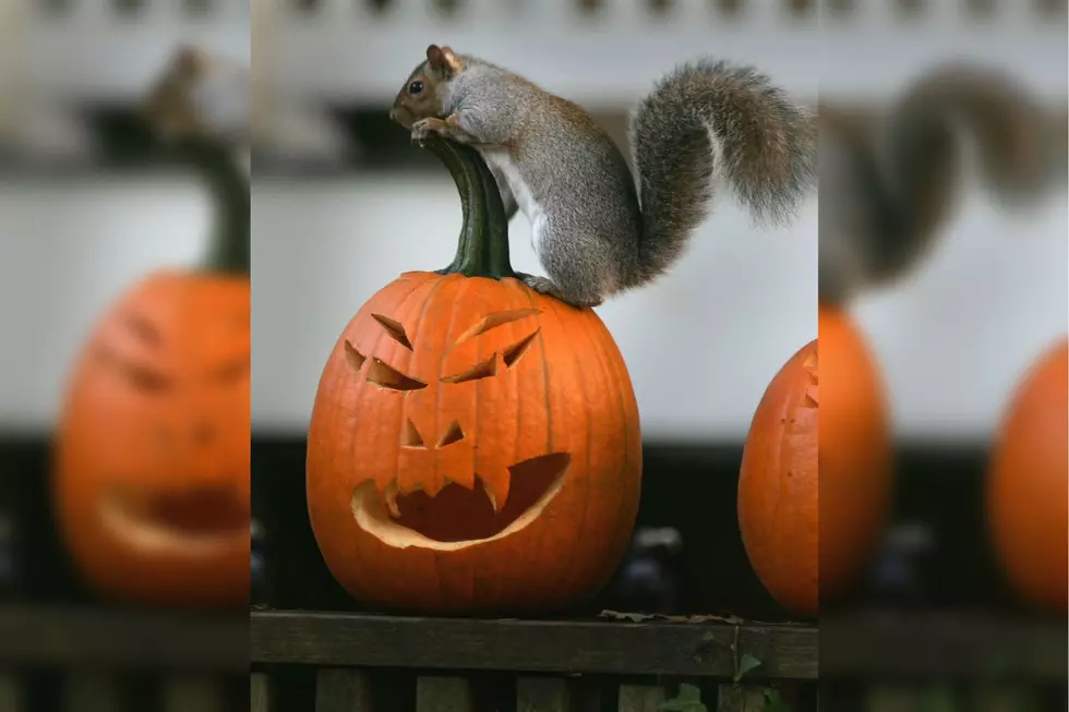 Why New England's Squirrel's Have Been Acting Like Jerks Lately