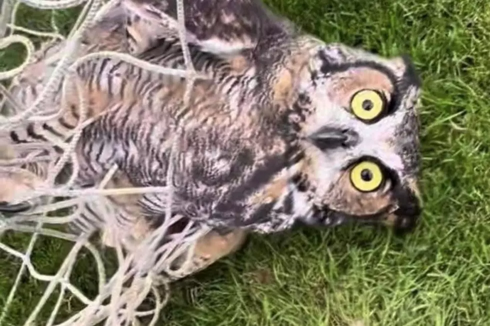Video: Owl Rescued From Soccer Goal Netting in Massachusetts