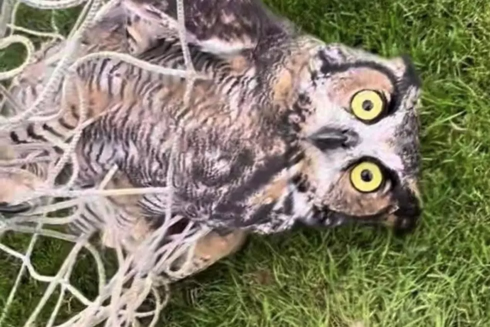 Video: Owl Rescued from Soccer Goal Netting in Massachusetts 