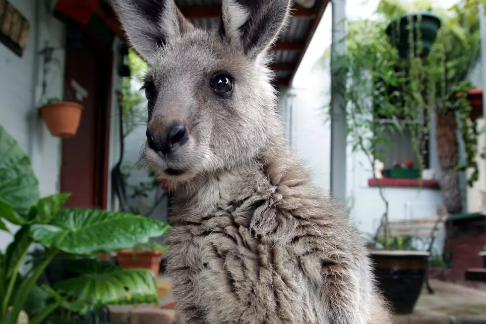 Pet Kangaroos Are Legal in 13 States, Including 1 in New England 