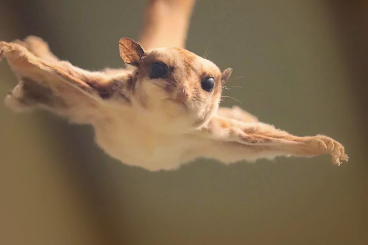 Here's How You Can Help With Flying Squirrel Research in New England