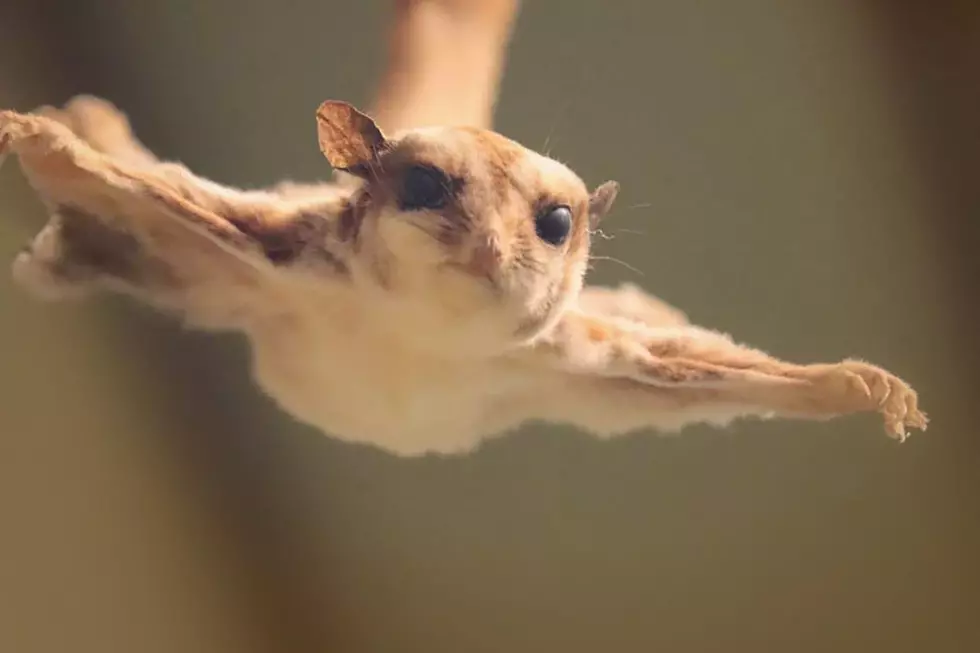 Here’s How You Can Help With Flying Squirrel Research in New England