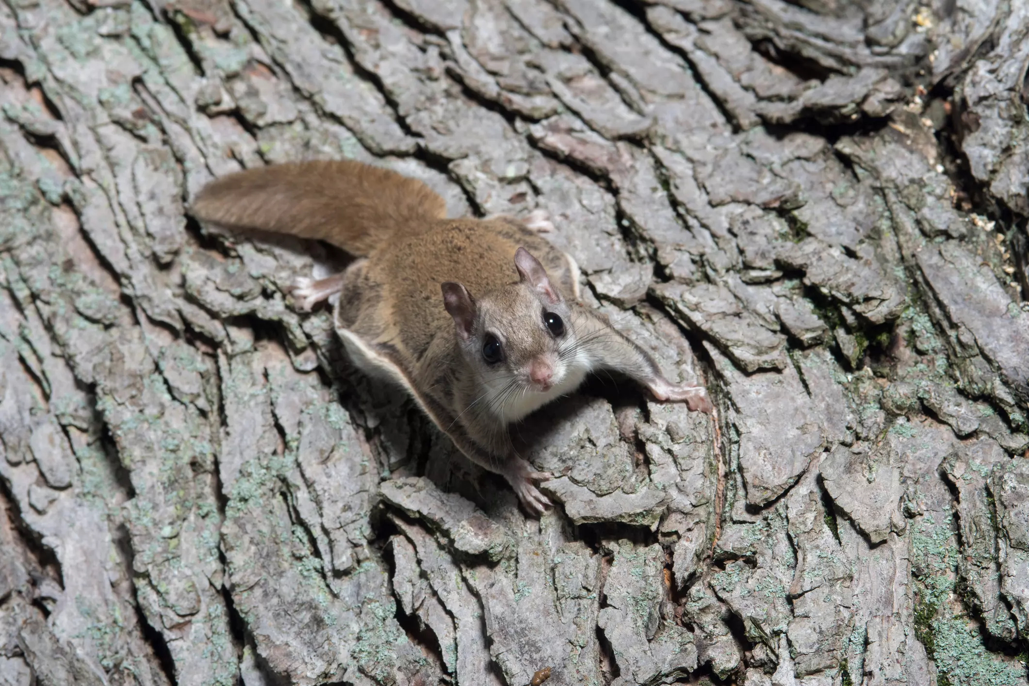 Flying Squirrels - Wildlife Control Connecticut