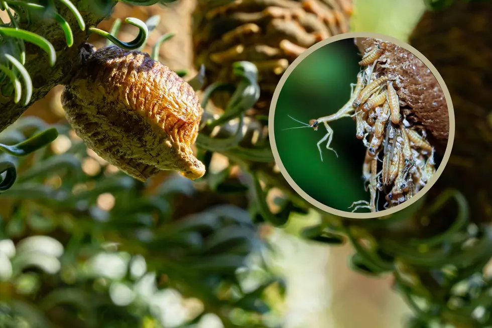 Beware: Strange, Brown Clumps on New England Christmas Trees Are Filled With Praying Mantis Eggs