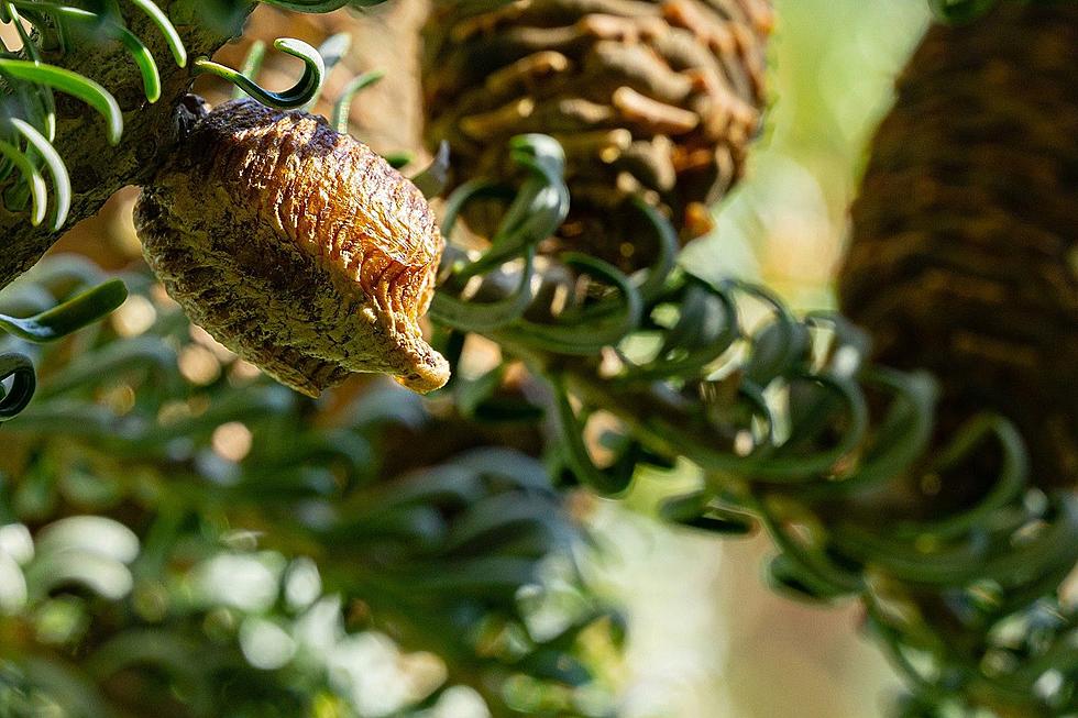 Clumps on New England Christmas Trees Are Praying Mantis Eggs