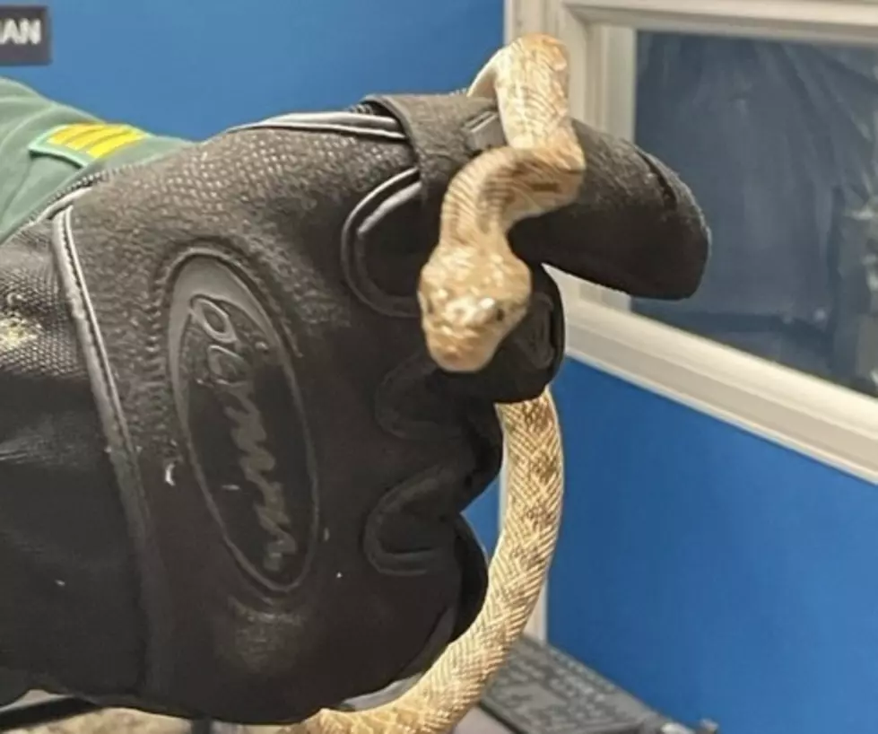 Missing a Snake? This One Was Found in a New Hampshire Bathroom