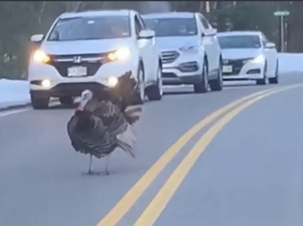 WATCH: A Tough Turkey Stops Traffic for Flock in New Hampshire