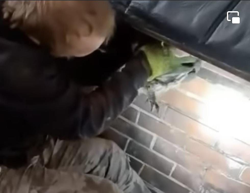 Incredible Video: Watch Stuck NH Owl Get Rescued From Chimney