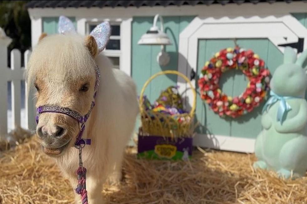 Vote Here: This Miniature Therapy Horse Rescue in Massachusetts is a Cadbury Bunny Contest Finalist