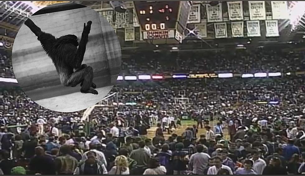 Swinging From the Rafters: The Legend of the Boston Garden Monkey