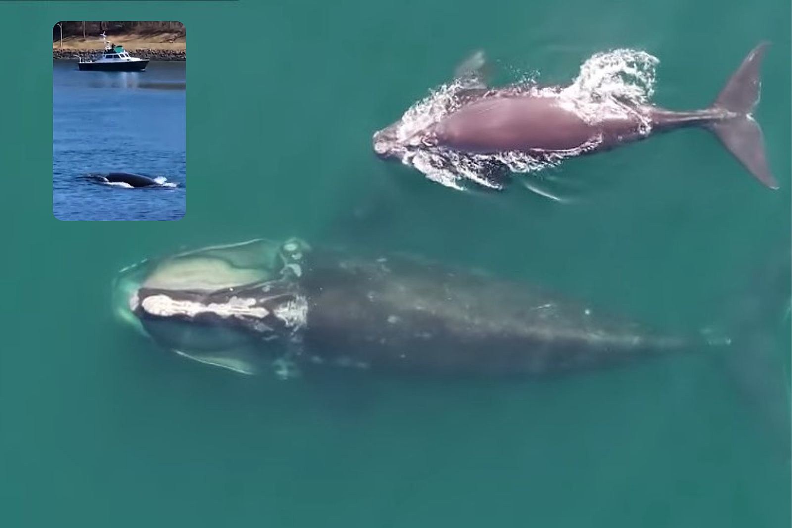 north atlantic right whale baby