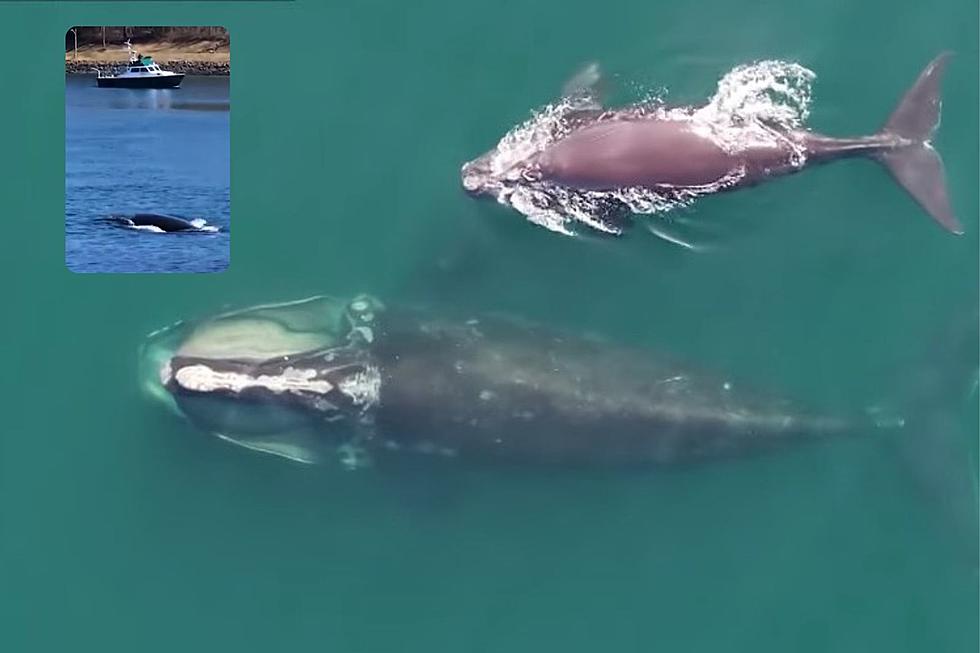 70 Whales Spotted Together in Cape Cod, Police Called to Protect 