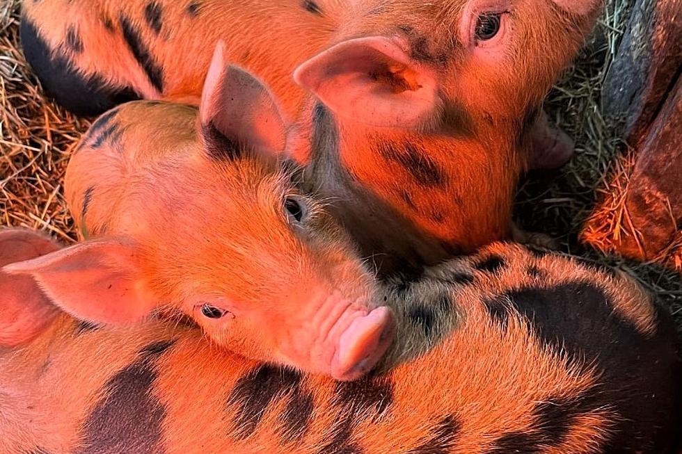 It&#8217;s the Baby Animals Festival at This Massachusetts Farm in the Berkshires