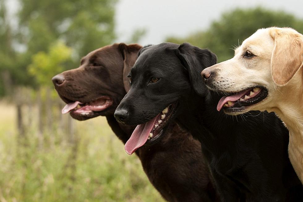 Is Yours on the List? 25 Most Popular Dog Names in New England