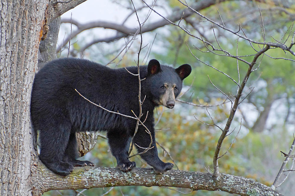 BEAR ALERT: Three Black Bears Spotted in Various Locations in Exeter, New Hampshire