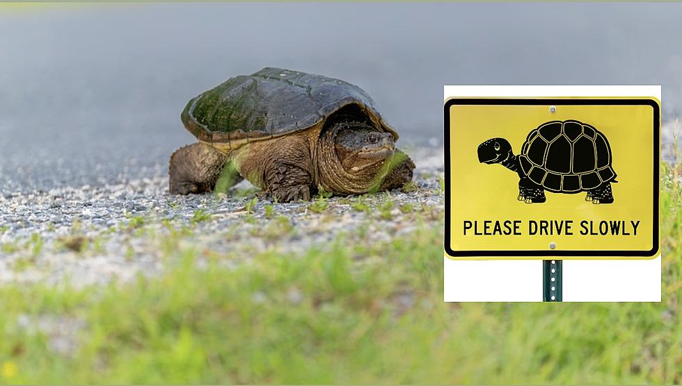 5 Easy Steps to Become a Turtle Crossing Guard in Maine