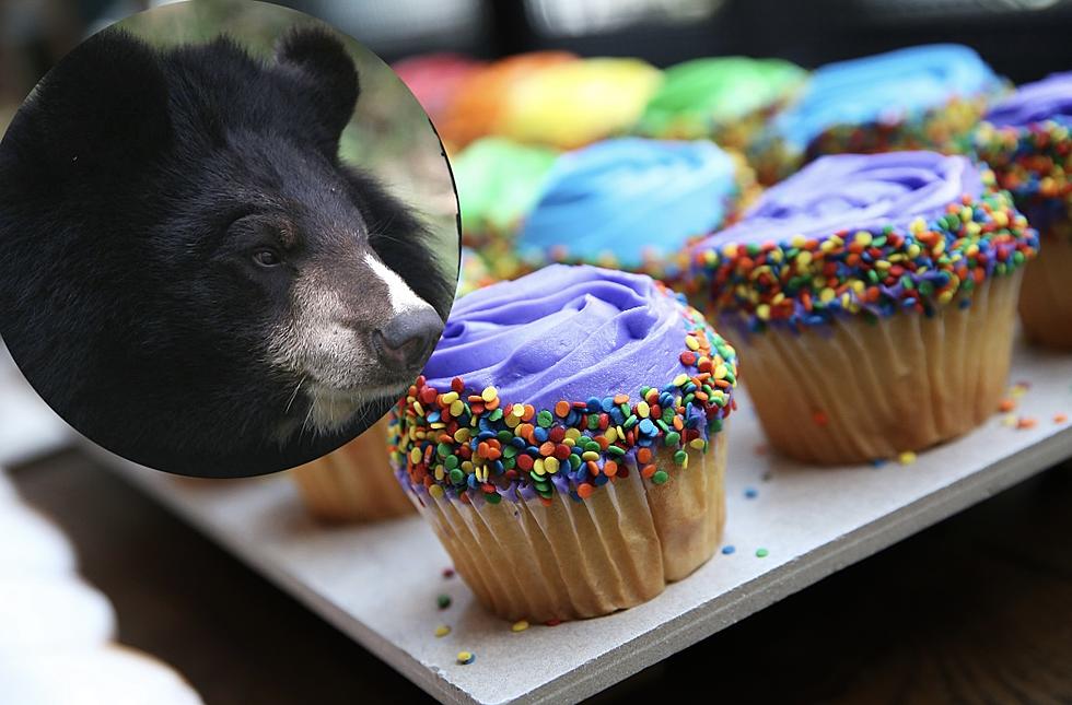 WATCH: Black Bear Invades New England Bakery and Eats 60 Cupcakes