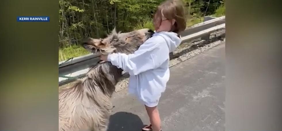 How a Little Girl Helped Corral Two Escaped Miniature Donkeys in New Hampshire