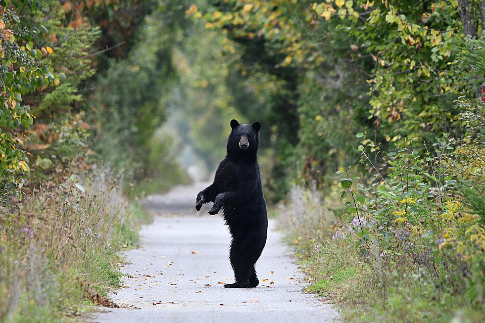 100 Bears Released Back into Wild in New Hampshire and Vermont