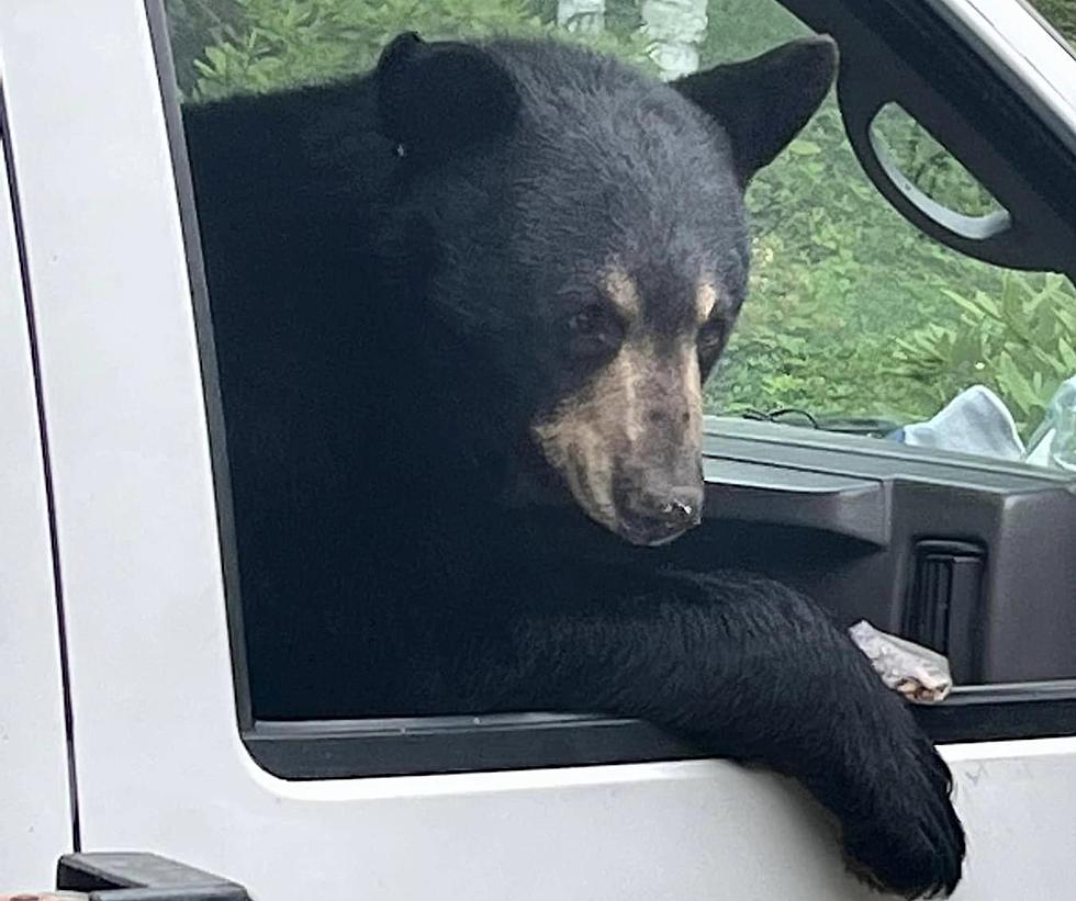 WATCH: Bear in New Hampshire Breaks Into Van &amp; Eats a Guy&apos;s Nuts