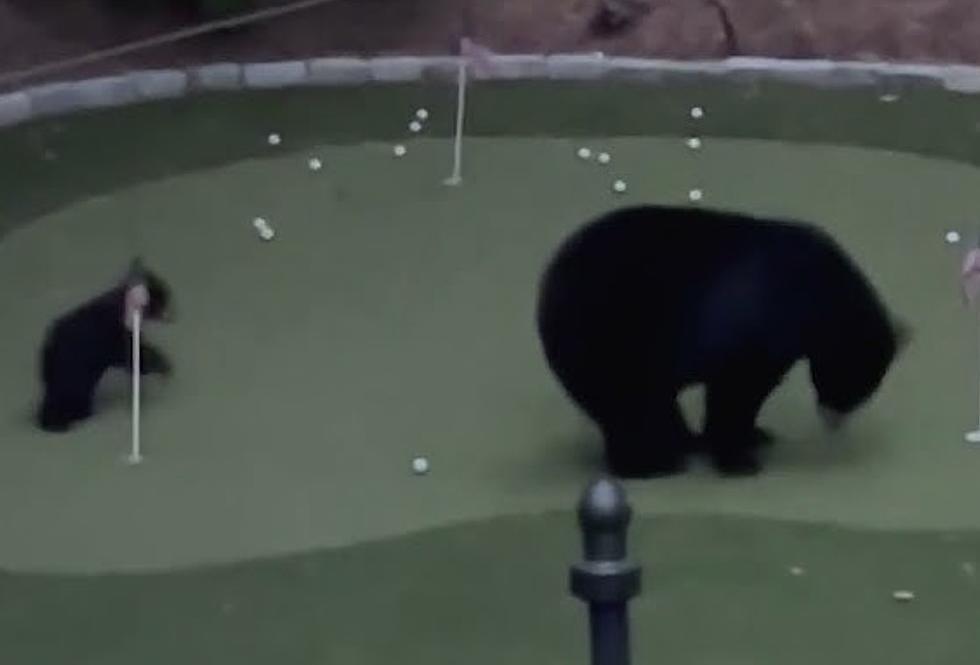WATCH: Family of Bears Tees Off on NH Family's Putting Green