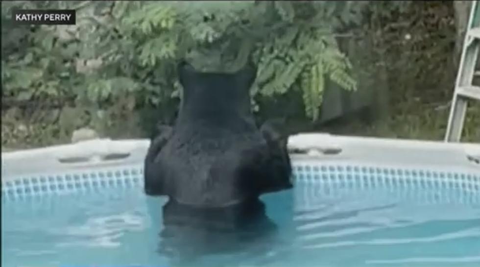 WATCH: Massachusetts Family Catches Unexpected Visitor Doing the ‘Bearstroke’ in Their Pool