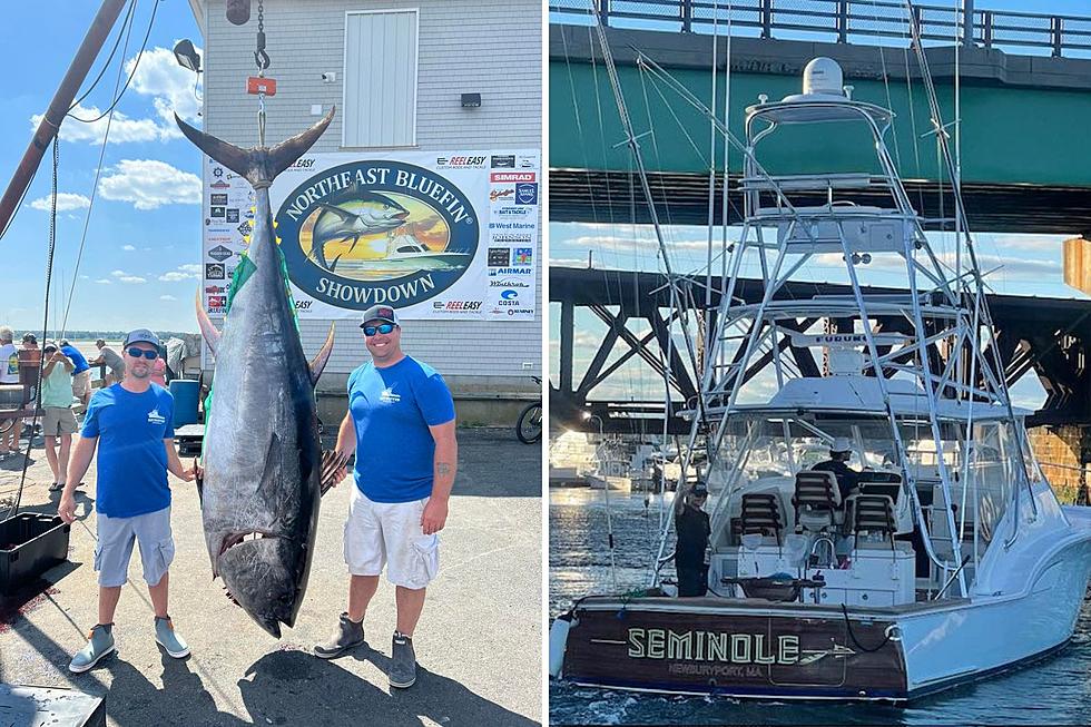 Weighing in at: The Northeast Bluefin Showdown is on in Massachusetts