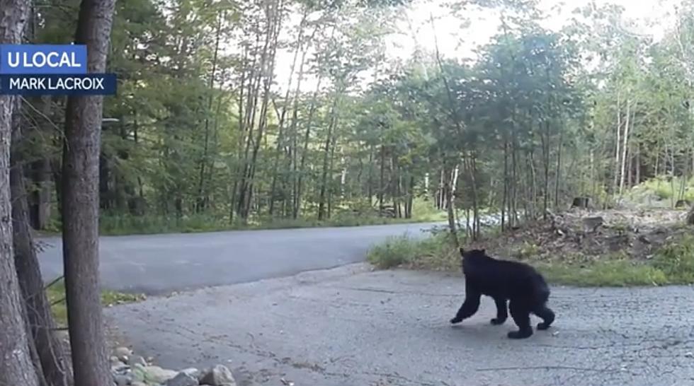 WATCH: Tiny Cat Chases Giant Bear Away From New Hampshire Home