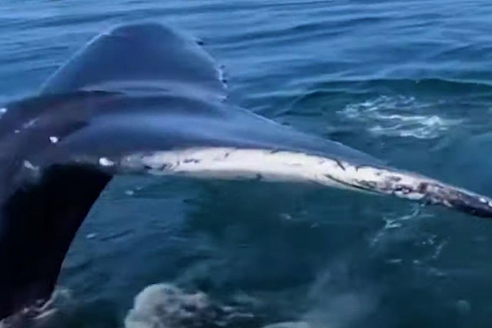 Bananas Bonkers Video of 4 Playful Humpback Whales Within Touching Distance of Massachusetts Boaters