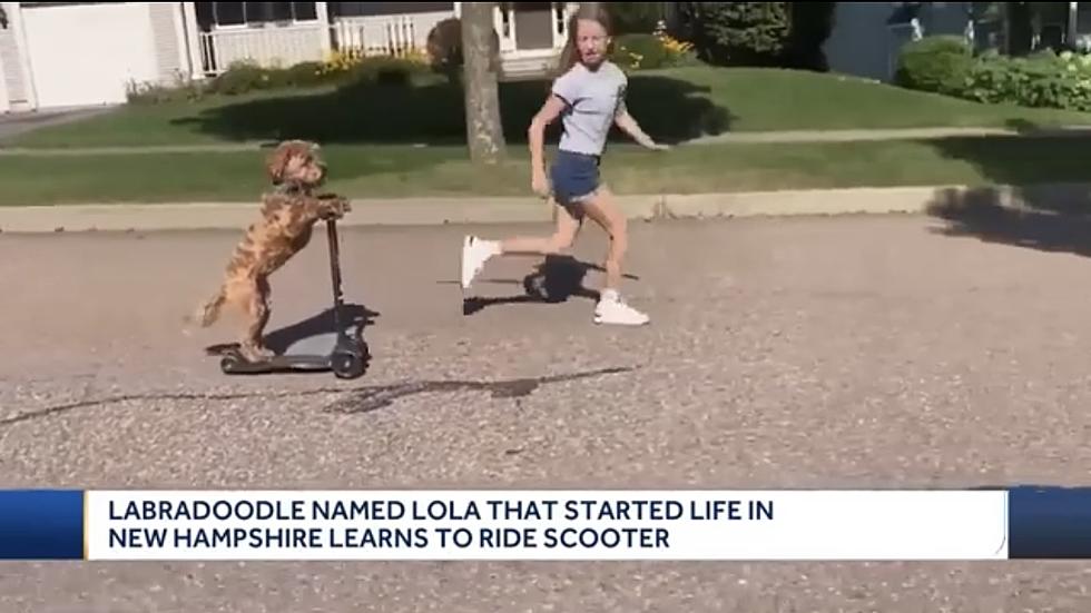 WATCH: Dog From New Hampshire Goes Viral for Riding Her Scooter