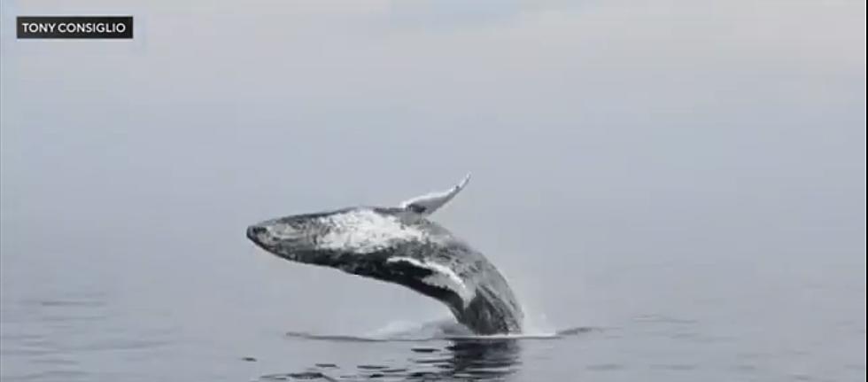 SEE IT: Amazing Video of Whale Completely Breaching Water in MA