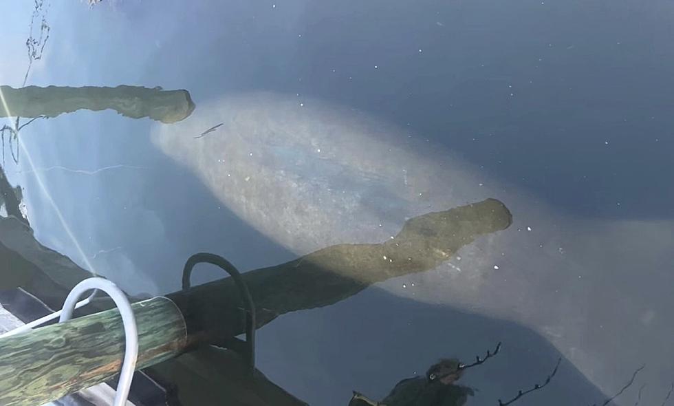 Rare Manatee Sighting Captured Off the Coast of New England