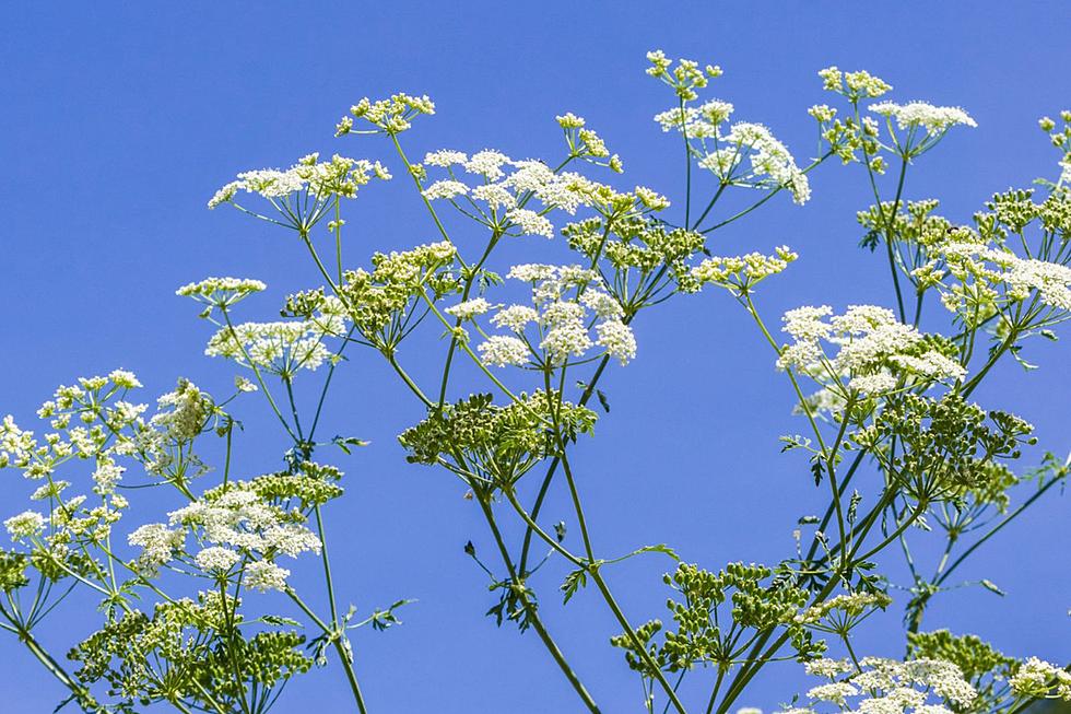 Watch Out for This Dangerous, Invasive Plant All Over New England