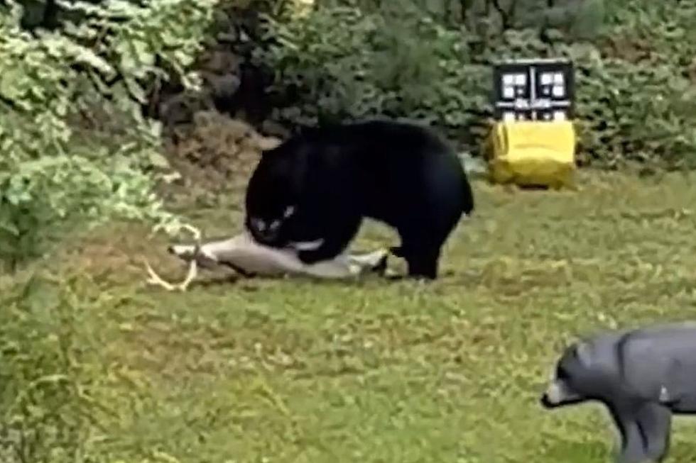 Laugh-Out-Loud Video of a Bear Hunting a Fake Lawn Ornament Deer in Massachusetts