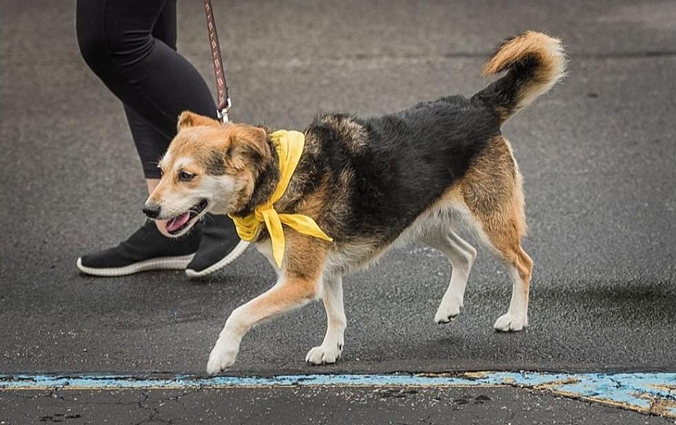 Don't Approach a Dog With Yellow Ribbon or Bandana in NH, ME, MA