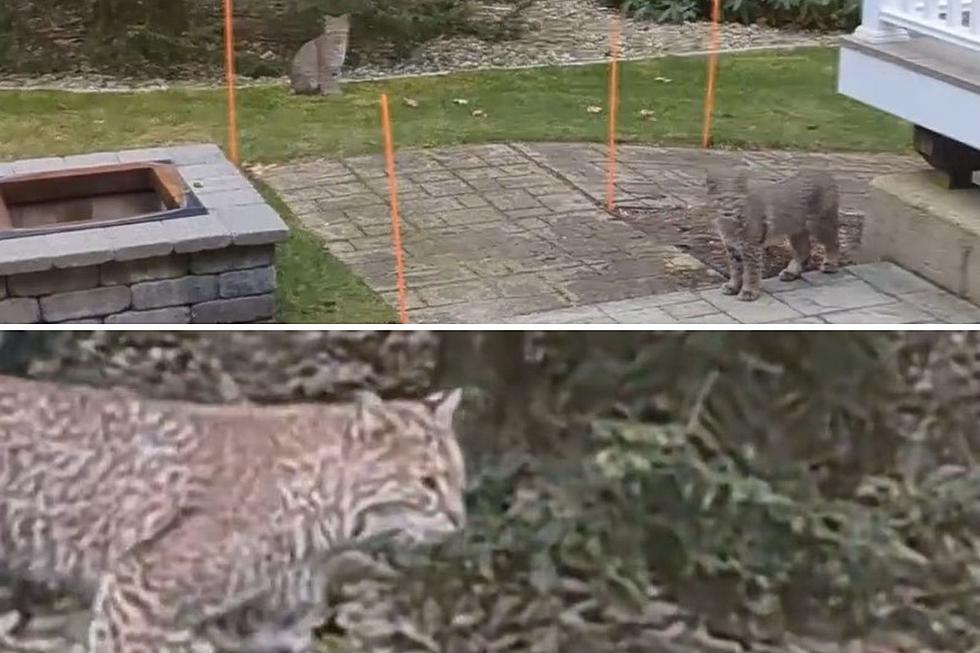 Not 1, Not 2, but 3 Beautiful Bobcats Roaming in a Massachusetts Backyard [Video]