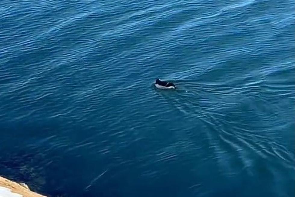 Is That Cutie an Escaped Penguin Swimming in the Boston Harbor? (Video)