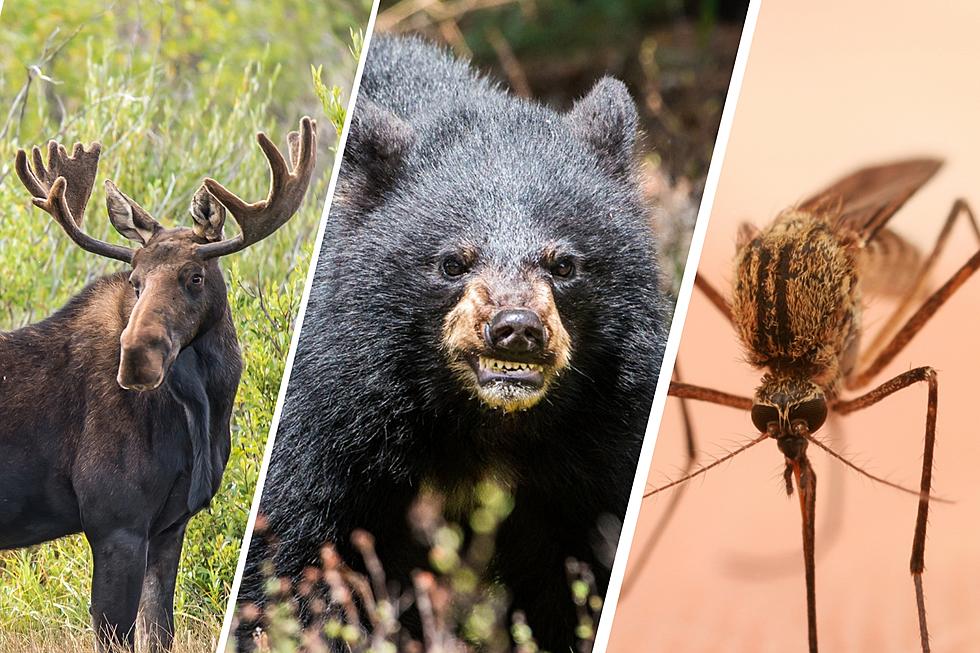 Here Are 6 Dangerous New Hampshire Animals to Watch Out for